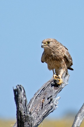 Natuur Afrika-052