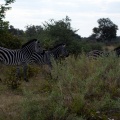 Natuur Afrika-088