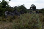 Natuur Afrika-088