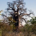 Natuur Afrika-119