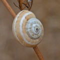 White Italian Snail