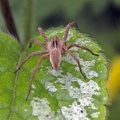 European Nursery Web spider