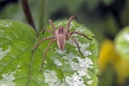 European Nursery Web spider