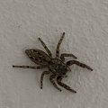 Fencepost jumping spider