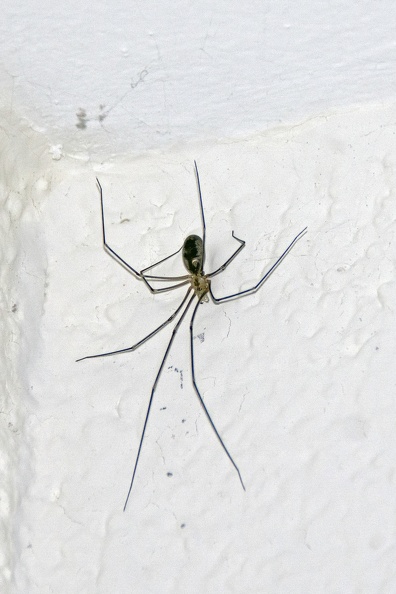 English: Cellar Spider, Daddy Longlegs Spider, Long-bodied Cellar Spider, Longbodied Cellar Spider, Skull Spider
Nederlands: Grote trilspin
Français: Pholcide allongé, Pholque phalangiste
Deutsch: Große Zitterspinne
Español: Araña de Patas Largas, Araña patona
Scientific: Pholcus phalangioides
Location: Netherlands, Gelderland, Gemeente Geldermalsen, Geldermalsen
Captive/cultivated: No
Camera: NIKON D7200, Lens: 18.0-300.0 mm f/3.5-6.3, Exposure time: 60sec., f-Stop: f/6.3, ISO Value: 400 3905001000001345000010334000000000001000000000001000_01.jpg