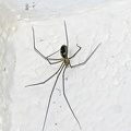 Long-bodied Cellar Spider