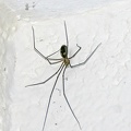 Long-bodied Cellar Spider