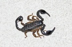 Italian scorpion