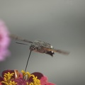 Eurasian Hummingbird Hawkmoth