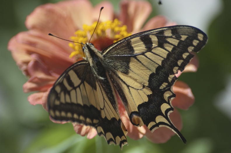 English: Common Swallowtail, Common Yellow Swallowtail, Old World Swallowtail, Swallowtail
Nederlands: Koninginnenpage
Français: Grand porte-queue, Machaon
Deutsch: Schwalbenschwanz
Español: Macaón, Mariposa cometa macaón
Scientific: Papilio machaon
Location: Croatia, Istarska, , Karojba
Captive/cultivated: No
Camera: NIKON D70s, Lens: 70.0-300.0 mm f/4.0-5.6, Exposure time: 1000sec., f-Stop: f/5.6, ISO Value: 400 3907001100001000000050001010033400001130000000834000_01.jpg
