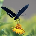 Common Mormon Swallowtail