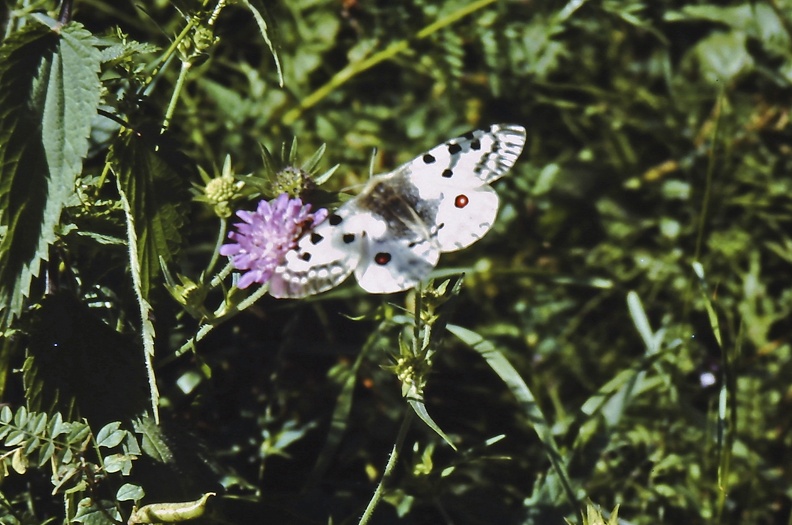 English: Apollo, Apollo Butterfly, Mountain Apollo
Nederlands: Apollo, Apollovlinder
Français: Apollon
Deutsch: Roter Apollo
Español: Apolo
Scientific: Parnassius apollo
Location: Spain, Catalonia, Provincia de Lleida, Vielha
Captive/cultivated: No
Camera: Filmscan 35mm, Lens: , Exposure time: 11sec., f-Stop: f/1.0, ISO Value: 1 3907001100001000000050001340033400001000000000721000_01.jpg