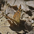 Speckled Wood