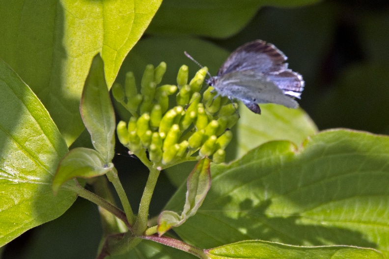 Holly Blue