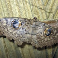Common Owl Moth