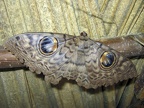 Common Owl Moth
