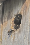 Tree Bumble Bee
