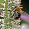 Common Carder Bumble Bee