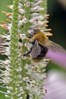 Common Carder Bumble Bee