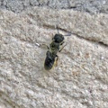 Large-headed Armoured-Resin bee