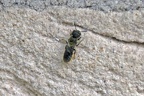 Large-headed Armoured-Resin bee