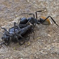 Tawny Balbyter Sugar Ant