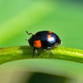 Two-spotted Lady Beetle