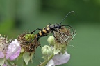 four-banded longhorn beetle