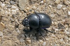 Woodland Dor Beetle