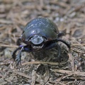 Woodland Dor Beetle