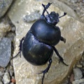 Springtime Dung Beetle