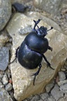 Springtime Dung Beetle