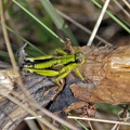 Green Mountain Grasshopper