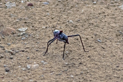 Longleg Armoured Corncricket