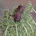Continental Striped Shield Bug