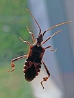 Western Conifer Seed Bug