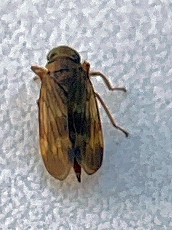 Coppery Leafhopper