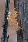 Ash Cicada