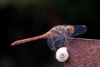 Common Darter