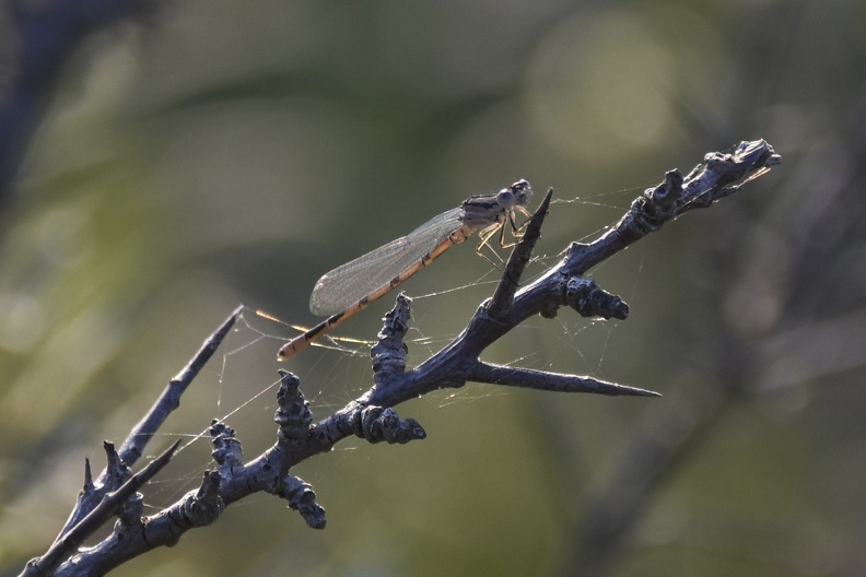 Common Blue Damselfly