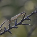 Common Blue Damselfly