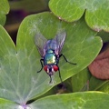 Caesar Greenbottle Fly