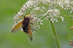 Hornet Mimic Hover Fly