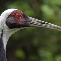 White-naped Crane