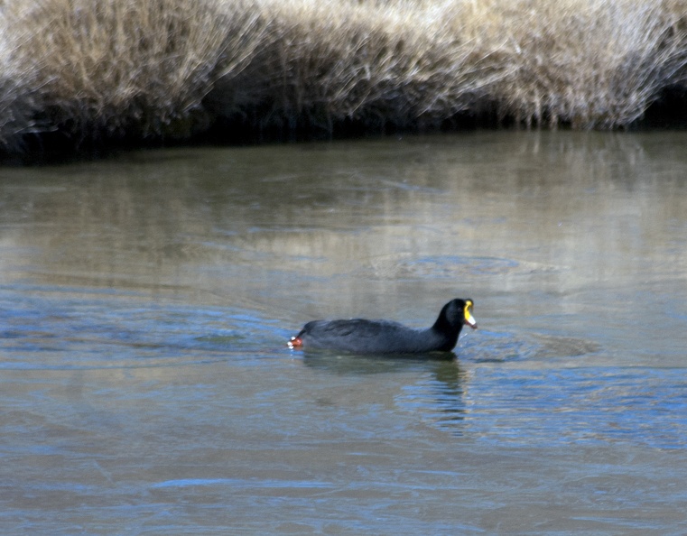 Giant Coot