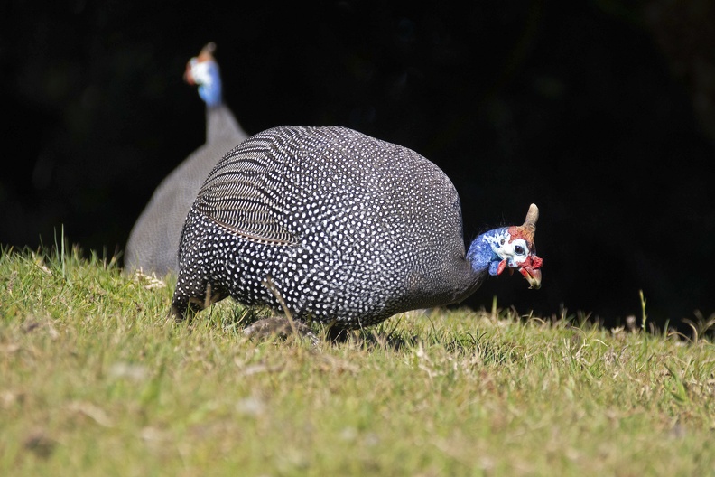 Arid Helmeted Guineafowl