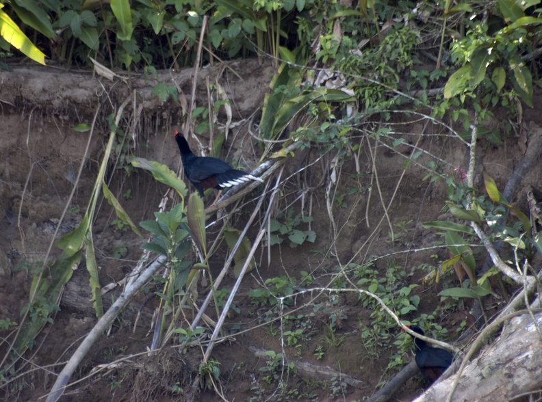 Razor-billed Curassow