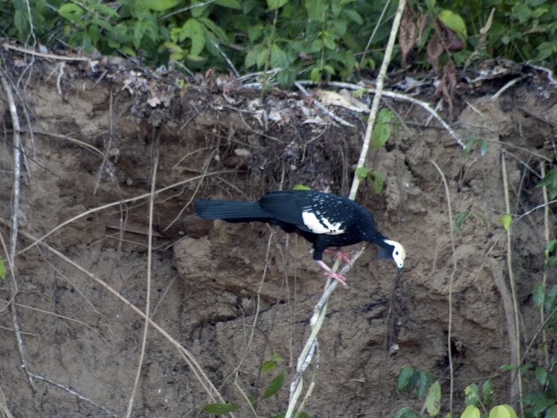 English: Blue-throated Piping-Guan, Blue-throated Piping-Guan (Blue-throated)
Nederlands: Blauwkeelgoean, Witkopgoean
Français: Pénélope à gorge bleue
Deutsch: Blaukehlguan, Schakutinga
Español: pava rajadora
Scientific: Pipile cumanensis
Location: Peru, Cusco, Provincia de Calca, Quebrada Honda
Captive/cultivated: No
Camera: NIKON D70s, Lens: 70.0-300.0 mm f/4.0-5.6, Exposure time: 160sec., f-Stop: f/5.6, ISO Value: 500 3963080000003000000000665000000000721000000004999000_01.jpg