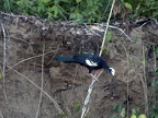 Blue-throated Piping-Guan