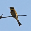 Little Bee-eater